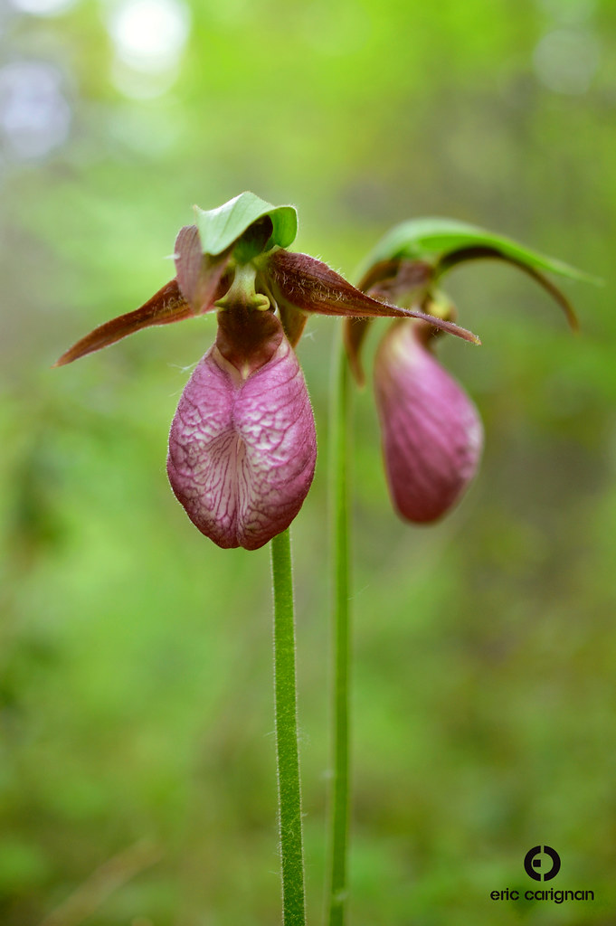 Orchidacées de la forêt boréale